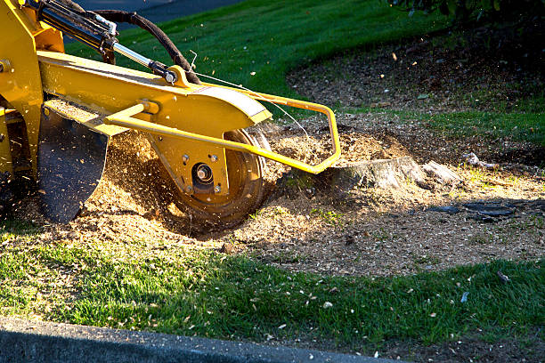 Best Tree and Shrub Care  in Eldorado At Santa Fe, NM