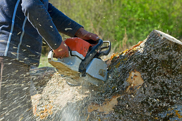 Best Aeration Services  in Eldorado At Santa Fe, NM